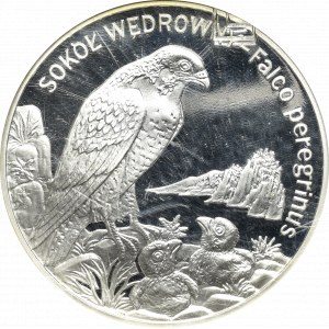 III RP, 20 złotych 2008 Sokół wędrowny