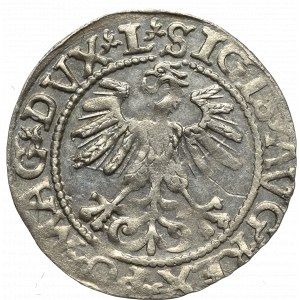 Zikmund II August, půlpenny 1561, Vilnius - L/LITVA