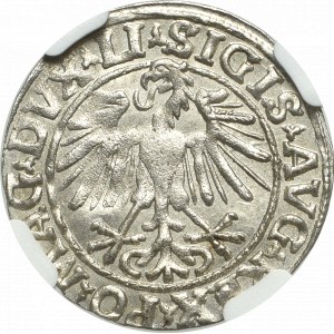 Zygmunt II August, Półgrosz 1548, Wilno - LI/LITVA - NGC MS65