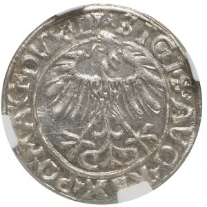 Žigmund II August, polgroš 1556, Vilnius - NGC MS66 - ZRADKÝ