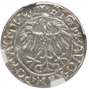 Zygmunt II August, Półgrosz 1556, Wilno - NGC MS66 - RZADKOŚĆ