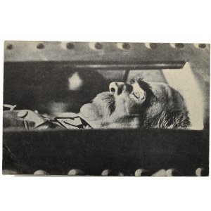 Second Republic, Postcard of Pilsudski in a coffin