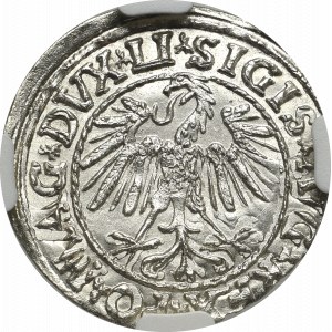 Zygmunt II August, Półgrosz 1547, Wilno - LI/LITVA - NGC MS66