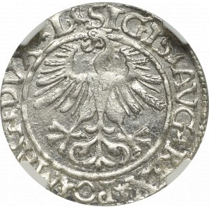 Sigismund II Augustus, Halfgroat 1547, Vilnius - NGC MS65