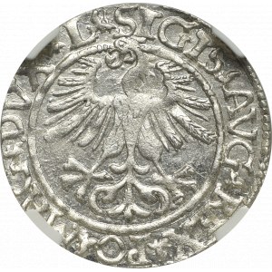 Zygmunt II August, Półgrosz 1561, Wilno - L/LITV - NGC MS65