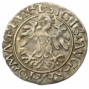 Sigismund II. Augustus, Halbergroschen 1559, Wilna - L/LITVA