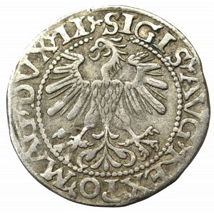 Zygmunt II August, Półgrosz 1560, Wilno - nieopisany M/DVCAT