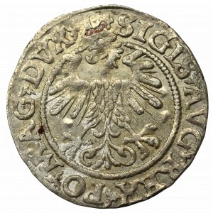 Sigismund II Augustus, Halfgroat 1560, Vilnius - L/LITVA