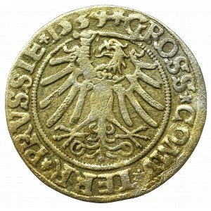Sigismund I. der Alte, Grosz dla ziem ziemii pruskich 1534, Toruń