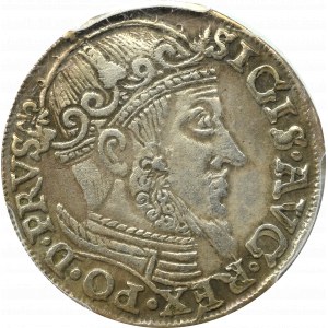 Sigismund II Augustus, 3 Groschen 1557, Danzig - PCGS XF Details