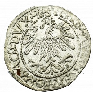 Sigismund II. Augustus, Halbpfennig 1560, Wilna - L/LITVA