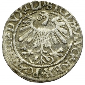 Sigismund II. Augustus, Halbergroschen 1559, Wilna - LI/LITVA