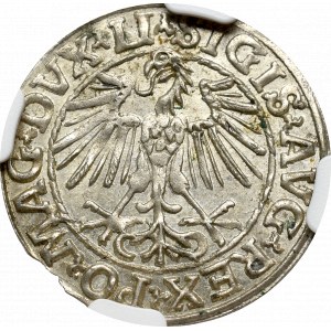 Zygmunt II August, Półgrosz 1548 Wilno - LI/LITVA NGC MS64