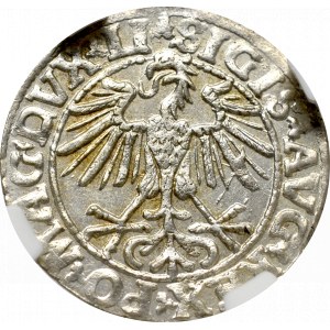 Zygmunt II August, Półgrosz 1550, Wilno - LI/LITVA NGC MS62