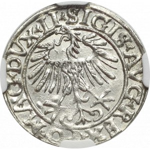 Zygmunt II August, Półgrosz 1556, Wilno - NGC MS64
