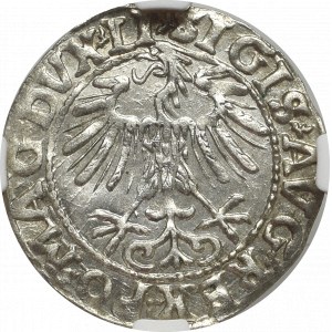 Zygmunt II August, Półgrosz 1557, Wilno - LI/LITVA - NGC MS65