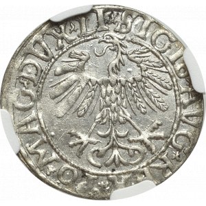 Sigismund II Augustus, Halfgroat 1558, Vilnius