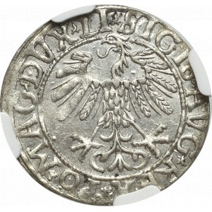 Zygmunt II August, Półgrosz 1558 Wilno - LI/LITVA - NGC MS63