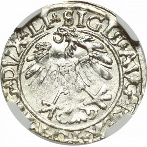 Zygmunt II August, Półgrosz 1559, Wilno - LI/LITVA - NGC MS65 - RZADKOŚĆ!