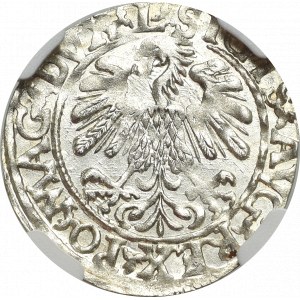 Sigismund II Augustus, Halfgroat 1559, Vilnius