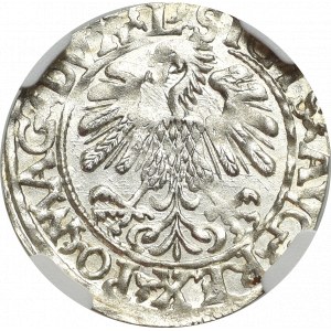 Zygmunt II August, Półgrosz 1559, Wilno - L/LITVΛ - rzadki - NGC MS65