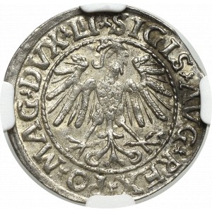 Sigismund II Augustus, Halfgroat 1547, Vilnius - LI/LITVA NGC MS64