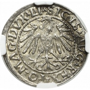 Zygmunt II August, Półgrosz 1547 Wilno - LI/LITVA - NGC MS64