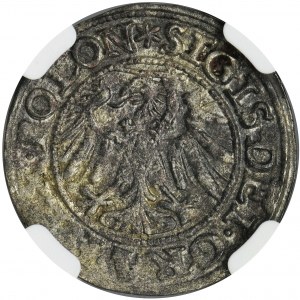 Sigismund I the Old, Shilling 1546 Danzig - NGC XF45