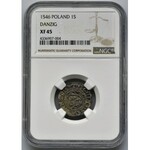 Sigismund I the Old, Shilling 1546 Danzig - NGC XF45