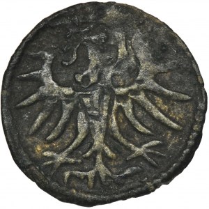 Sigismund II August, Denarius Elbing 1557