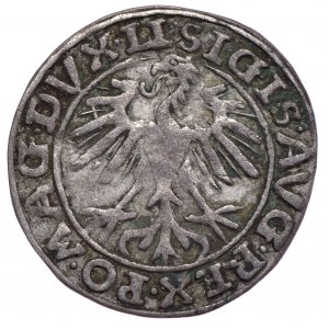 Zygmunt II August, półgrosz 1557, Wilno, LI/LITVA, odwrócone N na rewersie
