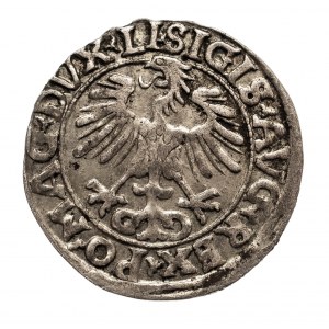 Polska, Zygmunt II August (1545–1572), półgrosz litewski 1556, Wilno, LI / LITV