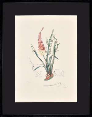Salvador Dali (1904-1989), Z cyklu Florals: Kniphofia aphrodisiaca [Stado nosorożców], 1972