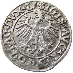 Zygmunt II August, półgrosz 1556, Wilno, NIENOTOWANY