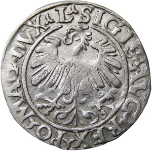 Zygmunt II August, półgrosz 1559, Wilno, CIEKAWY