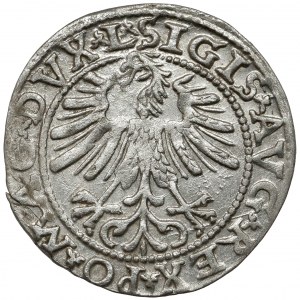 Zygmunt II August, Półgrosz Wilno 1563 - mała Pogoń - DVX*L