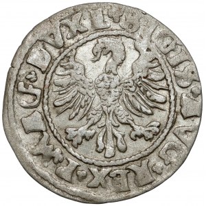 Zygmunt II August, Półgrosz Wilno 1546 - owalna tarcza