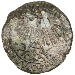 Zygmunt II August, Półgrosz Wilno 5655 - falsyfikat z epoki