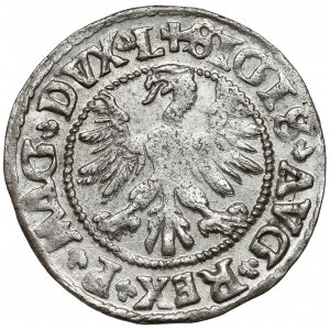 Zygmunt II August, Półgrosz Wilno 1546 - owalna tarcza - piękny