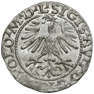 Zygmunt II August, Półgrosz Wilno 1564