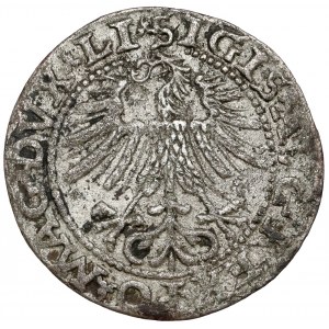 Zygmunt II August, Półgrosz Wilno 1563 - błąd DVCT - rzadki
