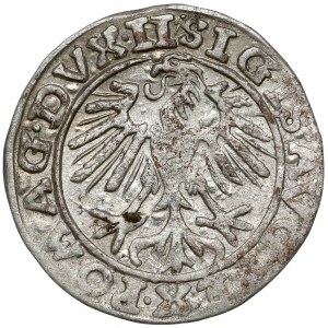 Zygmunt II August, Półgrosz Wilno 1557 - Behm - koniczyny - rzadki