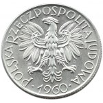 Polska, PRL, Rybak, 5 złotych 1960, wspaniały egzemplarz, UNC