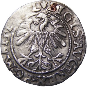 Zygmunt II August, półgrosz 1560, Wilno, ROZETA NA AWERSIE