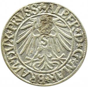 Prusy Książęce, Albrecht, grosz pruski 1544, Królewiec, bardzo ładny