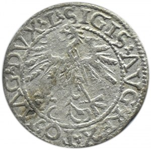 Zygmunt II August, półgrosz 1562, Wilno, rzadka odmiana