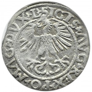 Zygmunt II August, półgrosz 1561, Wilno, rzadka odmiana