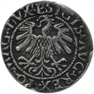 Zygmunt II August, półgrosz 1559, Wilno, LITV/L, RZADKA ODMIANA