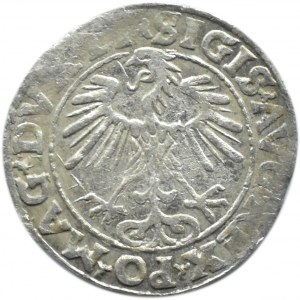 Zygmunt II August, półgrosz 1555, Wilno LITVA/LI