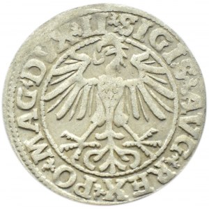Zygmunt II August, półgrosz 1550, Wilno